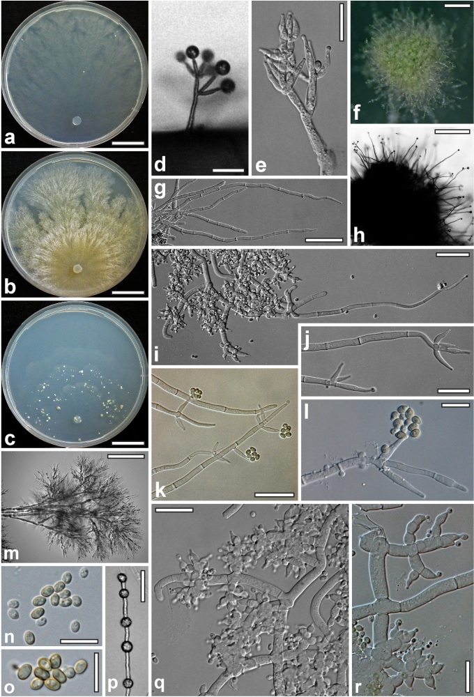 Fig. 17.