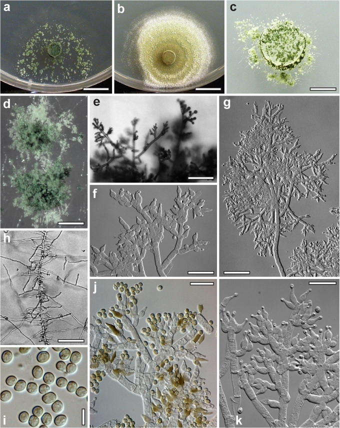 Fig. 11.