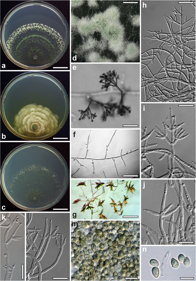 Fig. 9.