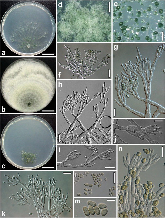 Fig. 37.