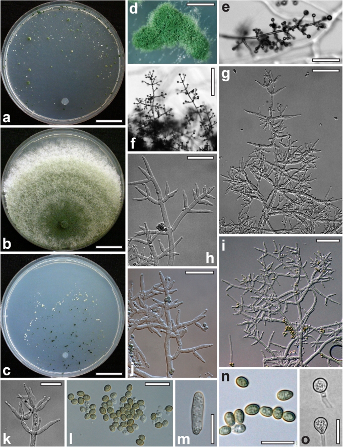 Fig. 19.