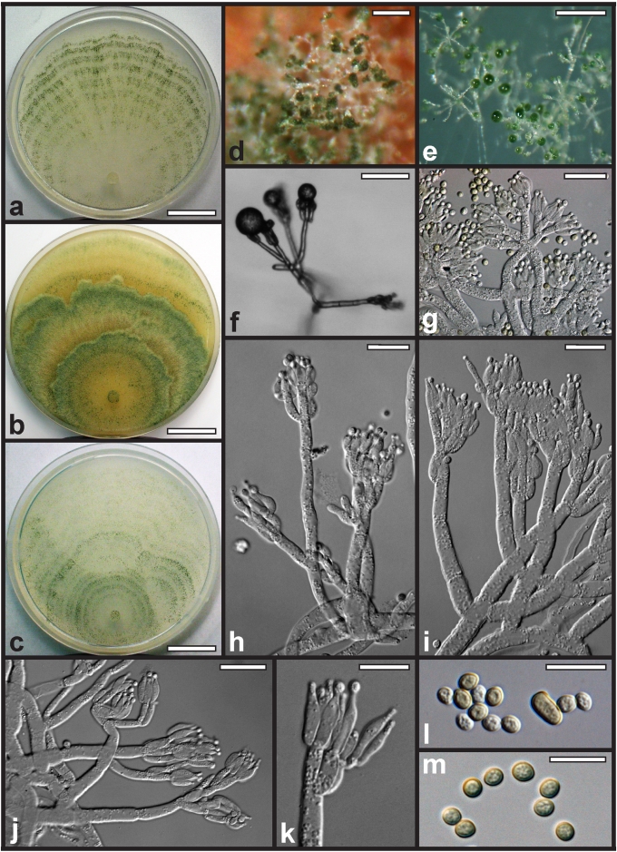 Fig. 21.