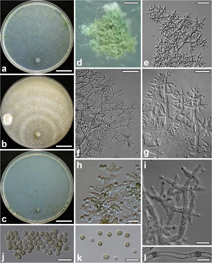 Fig. 27.