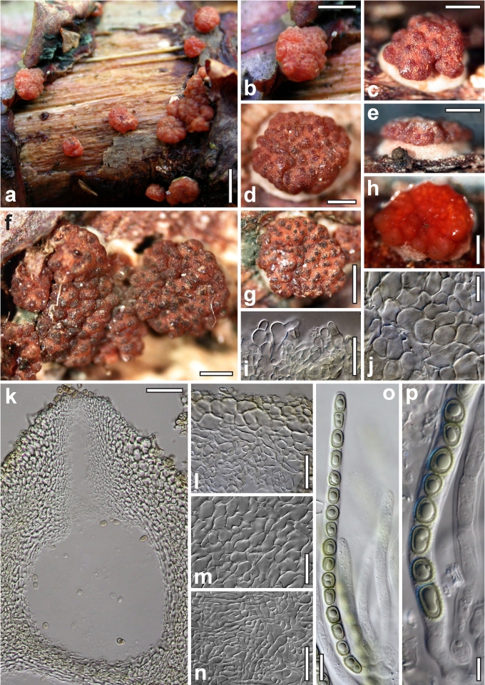 Fig. 24.