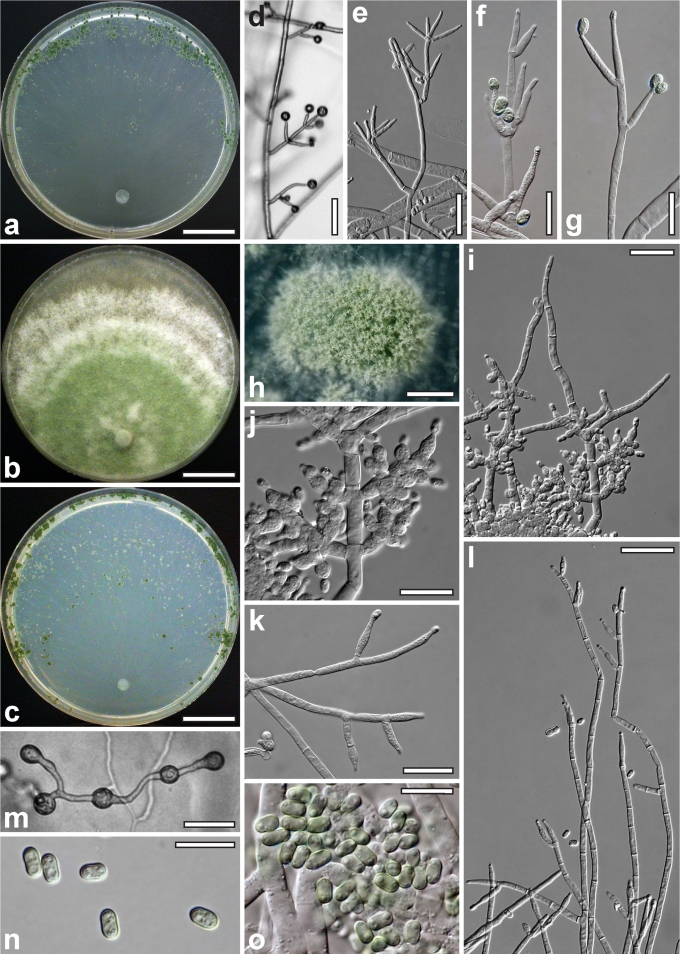 Fig. 25.