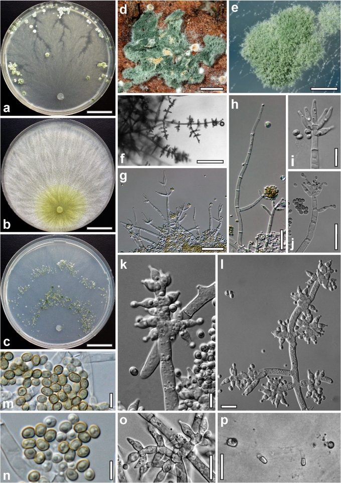 Fig. 29.