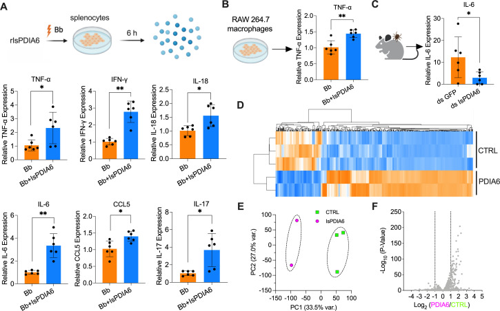 Bar graphs and heatmaps show cytokine expression. The PCA plot and volcano plot analyze the effects of IsPDIA6 on immune responses in splenocytes, macrophages, and mice.