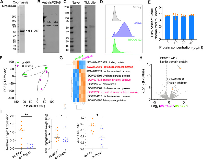 Protein gels and flow cytometry show IsPDIA6 activity and differential expression. Bar graph shows the luminescence value across protein concentrations. PCA and heatmap display DSPDIA6 effects. Volcano plot and scatter plot show TrypIn knockdown impact.