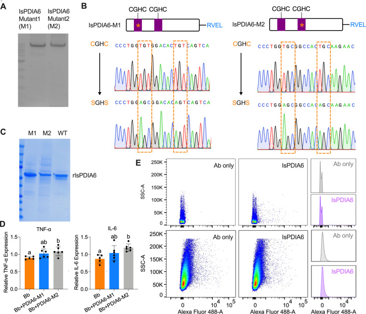 Protein gels, DNA sequences, bar graphs, and flow cytometry plots show the effects of IsPDIA6 mutants (M1, M2) on cytokine expression and protein detection.