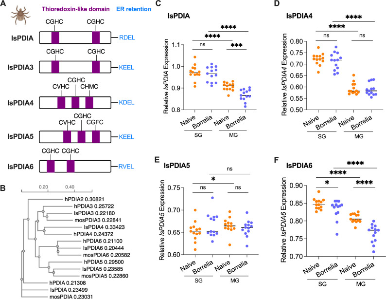 Diagram shows protein domain structures of five IsPDIs, and a phylogenetic tree compares the IsPDIA proteins to homologs from humans and mosquitoes. Scatter graphs show the relative expression of IsPDIAs in SG and MG of naive and Borrelia-infected ticks.