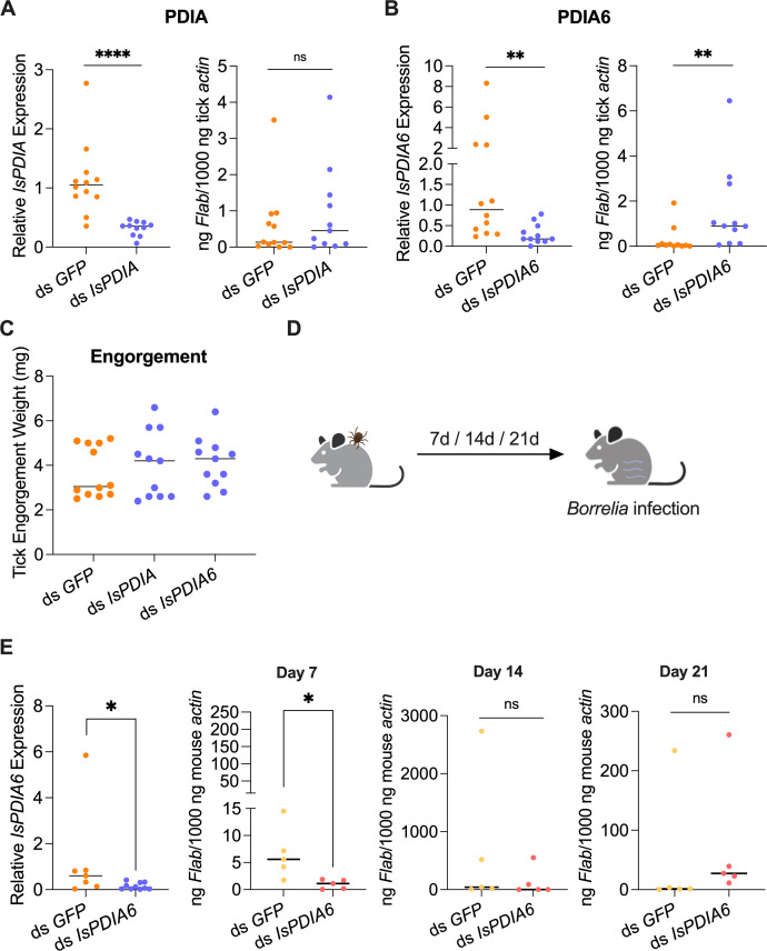 Scatter plots show relative IsPDIA/IsPDIA6 expression and Flab levels in ticks treated with dsRNA against GFP or IsPDIA/IsPDIA6, as well as tick engorgement weight. A diagram shows ticks feeding on mice for Borrelia testing at 7, 14, and 21 days.