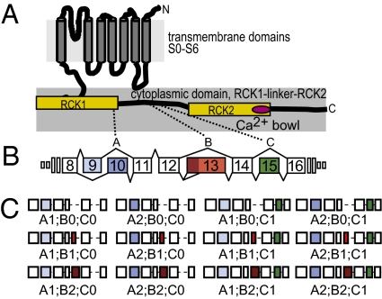 Fig. 1.