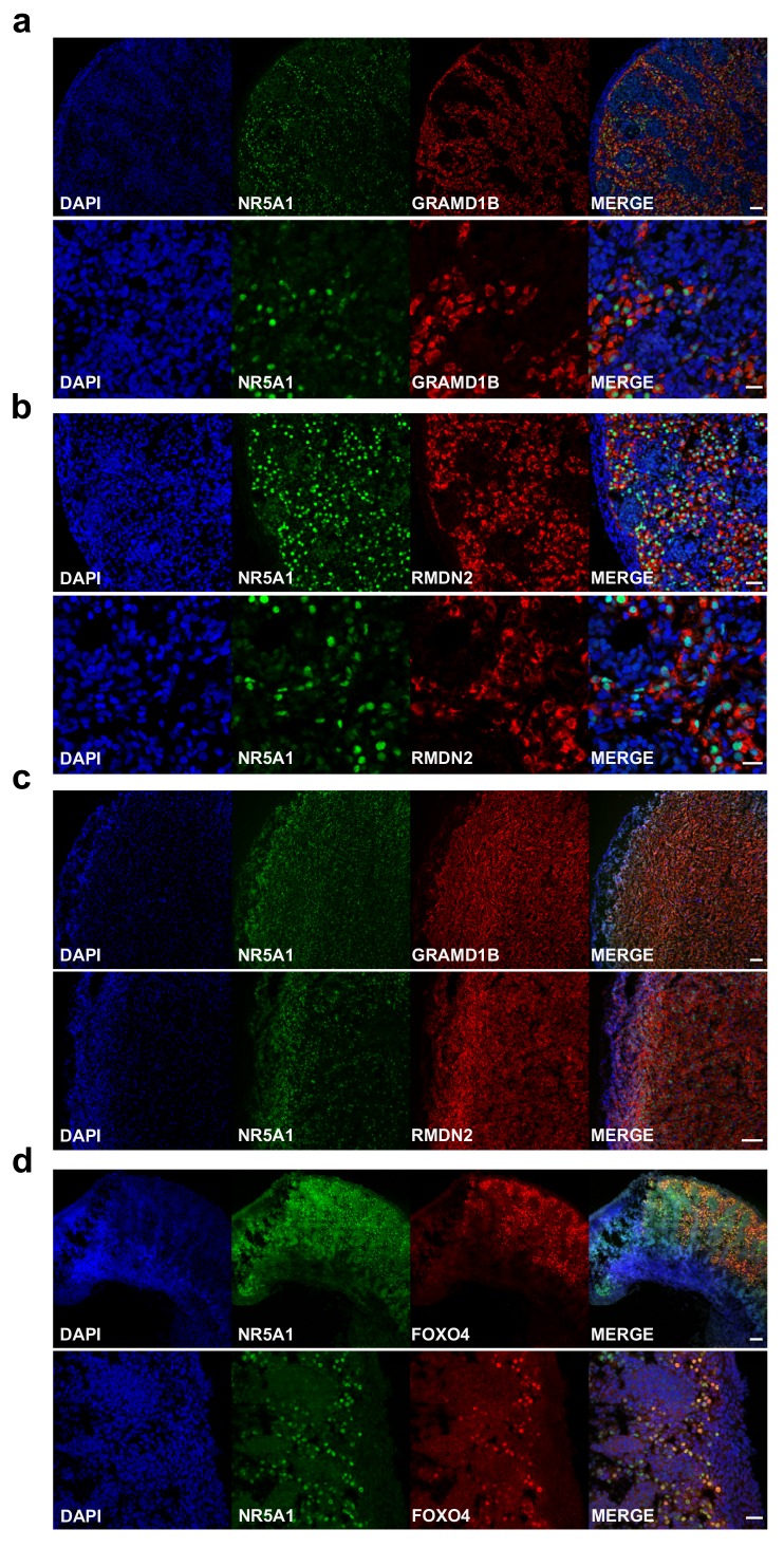 Figure 12. 