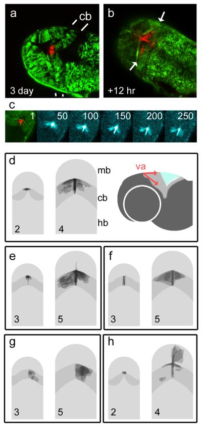 FIGURE 4