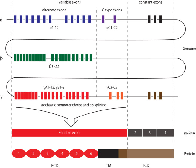 FIGURE 1