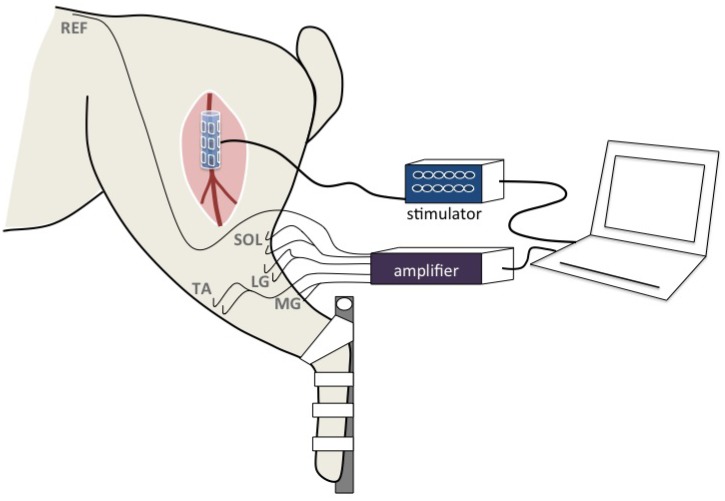 Fig 2