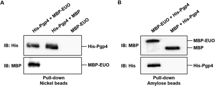 FIG 2