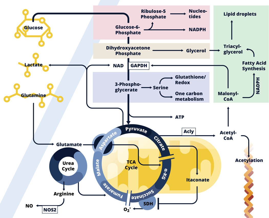 Figure 1: