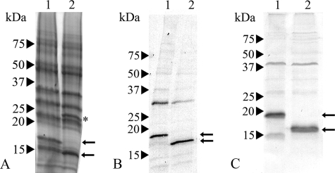 FIG. 5.