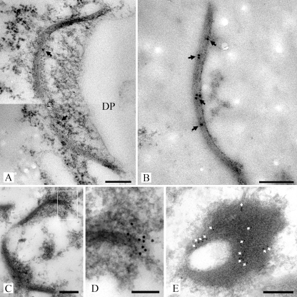 FIG. 8.