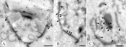 FIG. 6.