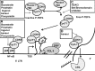 <b>FIG. 2.</b>