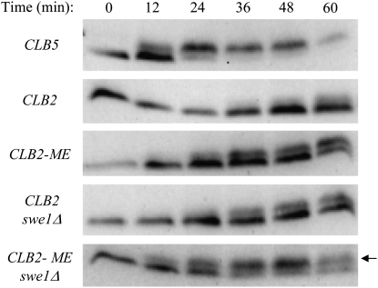 Figure 3.—