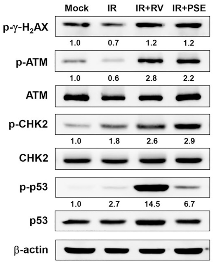 Fig 5