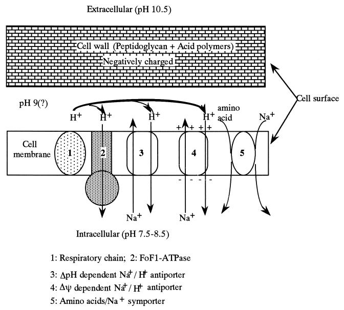 FIG. 3