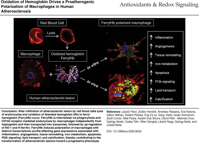 graphic file with name ars.2020.8234_figure17.jpg