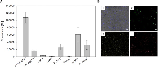 FIGURE 3