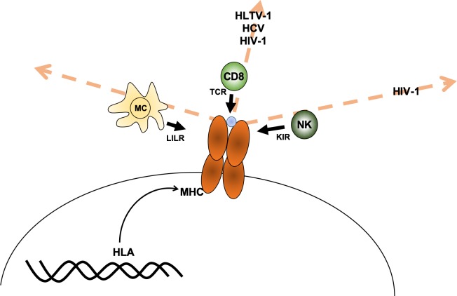 Figure 1.