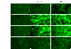 Fig. (6)