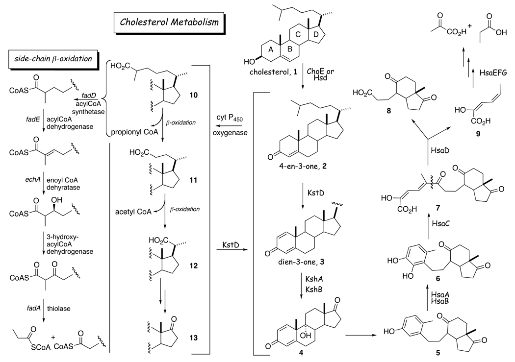 Scheme 2