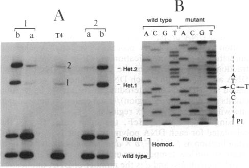 graphic file with name pnas00290-0214-a.jpg