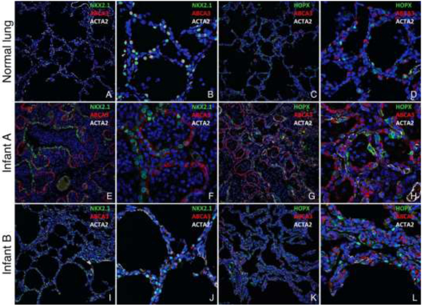 Figure 3 (online only):