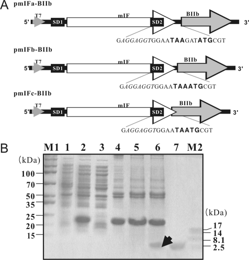 FIG. 1.