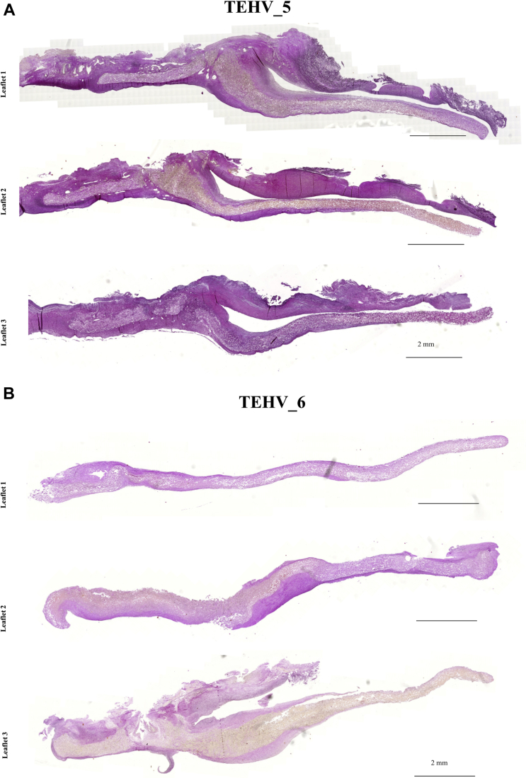 Figure 5