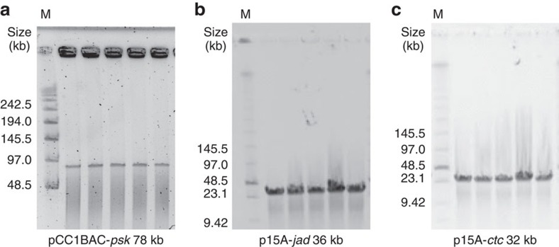 Figure 5