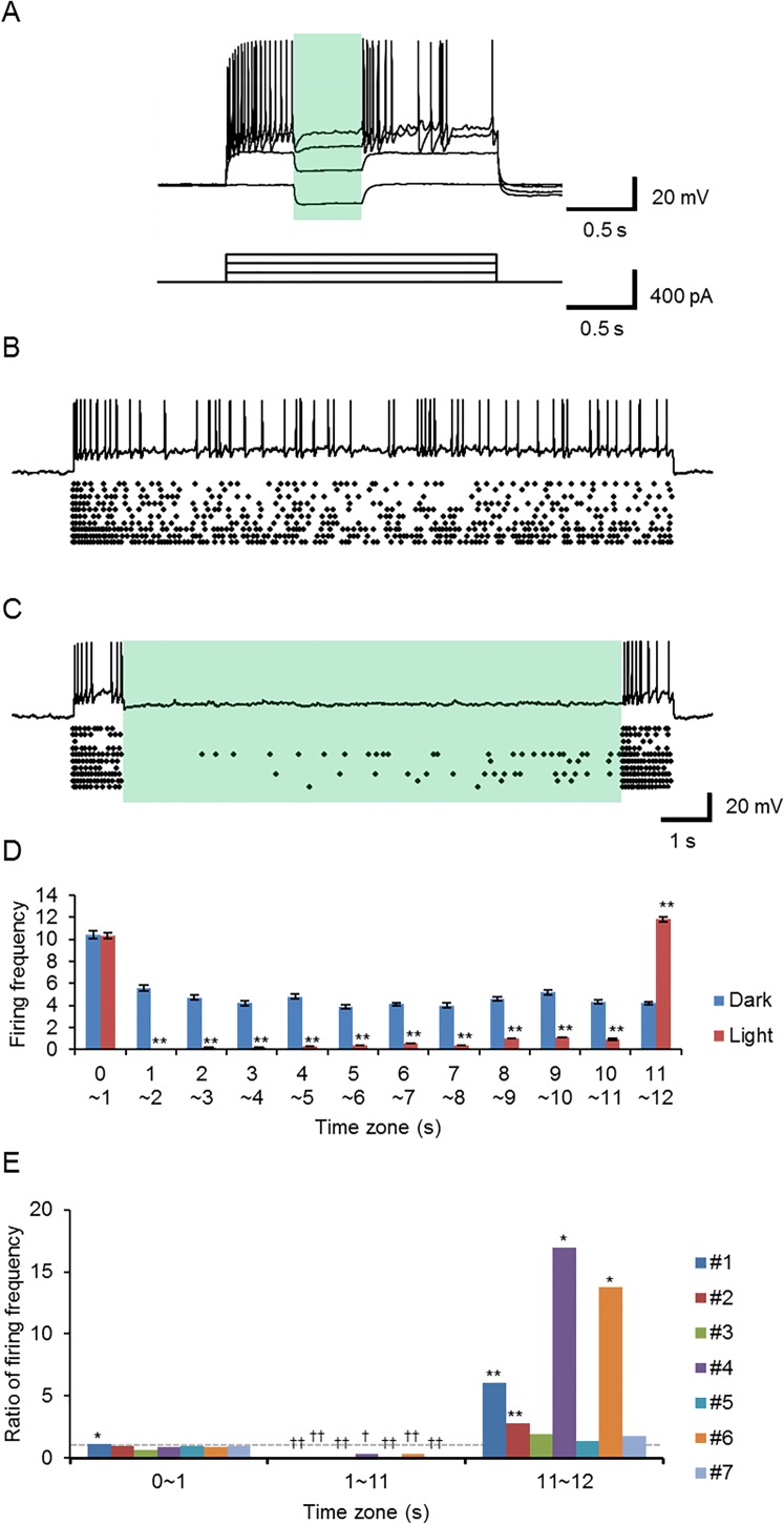 Fig 10