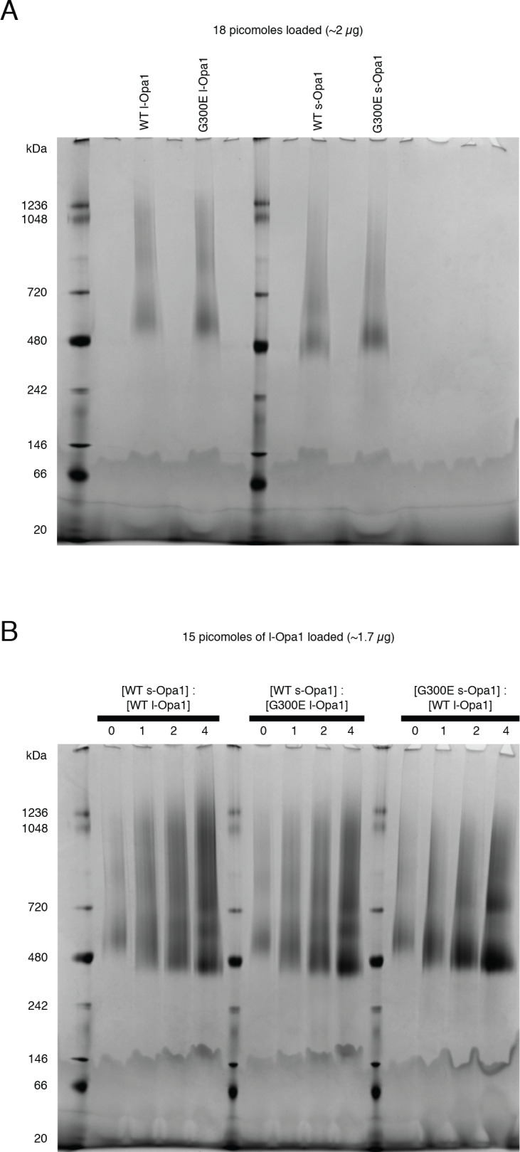 Figure 2—figure supplement 4.