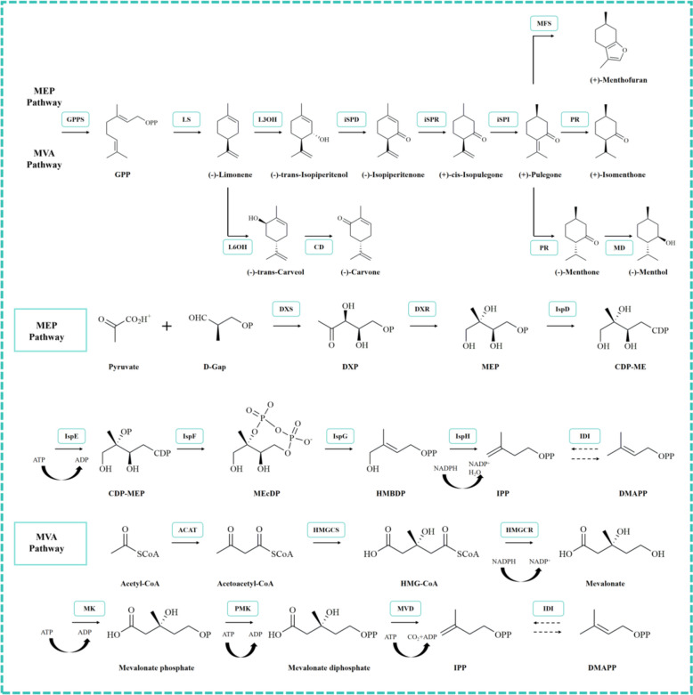 Fig. 7