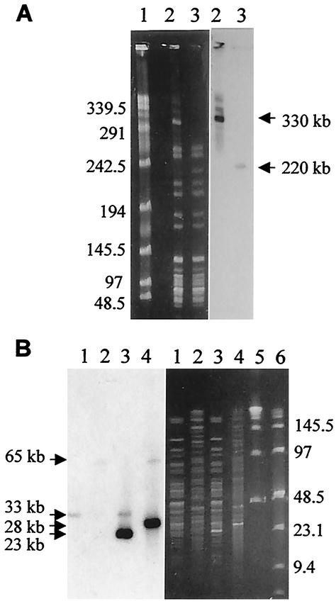 FIG. 2.