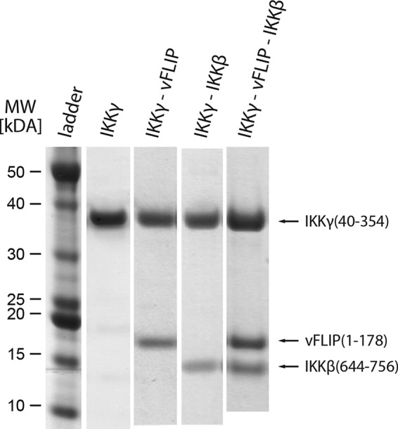 FIGURE 1.