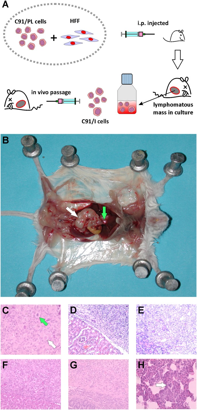 FIGURE 1