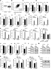 Figure 5. EP300 regulates the expression of circRERE. A, The expression of EP300 in normal (n = 41) and colorectal cancer (n = 480) tissues was analyzed on the basis of the data from TCGA database. B, The correlation between the expression of EP300 and RERE in colorectal cancer tissues (n = 480) was analyzed based on the data from TCGA database. HCT116 and RKO cells transfected with control siRNA (siNC) or siRNA specifically targeting EP300 (siEP300) were subjected to RNA extraction and qRT-PCR analysis to examine the expression of EP300 (C) and circRERE (D). HCT116 and RKO cells infected with lentivirus expressing control sgRNA or sgRNA targeting EP300 gene promoter fused to dCas9-VP64 transcriptional activator were subjected to RNA extraction and qRT-PCR analysis to examine the expression of EP300 (E) and circRERE (F). G, HCT116 and RKO cells were subjected to ChIP analysis with control IgG or anti-EP300 antibody, followed by qRT-PCR analysis using two primer sets (P1 and P2) targeting the two EP300 binding sites predicted in the RERE promoter region. H, HCT116 and RKO cells were transfected with siNC or siEP300 followed by ChIP-qPCR analysis as described in G. I, The RERE promoter sequence [RERE promoter (WT)] and the mutant form with the predicted EP300 binding sites mutated [RERE promoter (MT)] were cloned into pGL3-basic luciferase reporter vector, which were then transfected into HEK293T cells in the presence or absence of control vector or vector expressing EP300, followed by luciferase activity measurement. J and L, HCT116 and RKO cells as described in C and D were subjected to qRT-PCR (J) analysis and immunoblotting analysis (L) as indicated to examine the expression of MAVS. K and M, HCT116 and RKO cells as described in E and F were subjected to qRT-PCR (K) analysis and immunoblotting analysis (M) to examine the expression of MAVS. N, HCT116 cells stably expressing shNC or shcircRERE were infected with lentivirus expressing control sgRNA or sgRNA targeting EP300 gene promoter fused to dCas9-VP64 transcriptional activator, followed by RNA extraction and qRT-PCR analysis to examine the expression of circRERE, EP300, and MAVS. O, HCT116 cells as described in N were subjected to immunoblotting analysis using antibodies as indicated. *, P < 0.05; **, P < 0.01; ***, P < 0.001.
