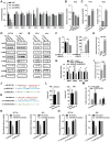 Figure 3. circRERE acts as a ceRNA to sponge miR-6837-3p to regulate the expression of MAVS. HCT116 (A) or RKO (B) cells transfected with siNC or sicircRERE were subjected to qRT-PCR analysis to examine the expression of genes as indicated. C, DLD1 (left) and LoVo (right) cells infected with control vector or vector expressing circRERE (OE) were subjected to qRT-PCR analysis to examine the expression of genes as indicated. D, HCT116 (left) or RKO (right) cells transfected with siNC or sicircRERE were subjected to immunoblotting analysis using antibodies as indicated. E, DLD1 (left) and LoVo (right) cells infected with control vector or vector expressing circRERE (OE) were subjected to immunoblotting analysis using antibodies as indicated. F and G, HCT116 cells overexpressed with circRERE were infected with control shRNA (shNC) or shRNA specifically targeting MAVS (shMAVS), followed by qRT-PCR to examine the expression of genes as indicated. HCT116 (H) or RKO (I) cells were subjected to RIP assay using control IgG or anti-AGO2 antibody, followed by qRT-PCR to detect circRERE enrichment. The sequence match between miR-6837-3p and the linear sequence of circRERE (circRERE (WT)) (J) and the 3′ UTR of MAVS [3′ UTR MAVS (WT)] (K) as well as the mutant form with the potential miR-6837-3p binding site mutated [circRERE (MT) or 3′ UTR MAVS (MT)]. L, The copy number of circRERE and miR-6837-3p in HCT116 (left) and RKO (right) cells is shown. M, HCT116 cells were subjected to ChIRP assay using biotin-labeled control probe or probe specifically targeting circRERE, followed by qRT-PCR analysis to detect the enrichment of miR-6837-3p and U6 snRNA. N and O, CircRERE (WT), circRERE (MT), 3′ UTR MAVS (WT), and 3′ UTR MAVS (MT) sequences were cloned into psiCHECK2 vectors, which were then transfected into HCT116 and RKO cells with control or miR-6837-3p mimics, followed by luciferase activity measurement. *, P < 0.05; **, P < 0.01; ***, P < 0.001.