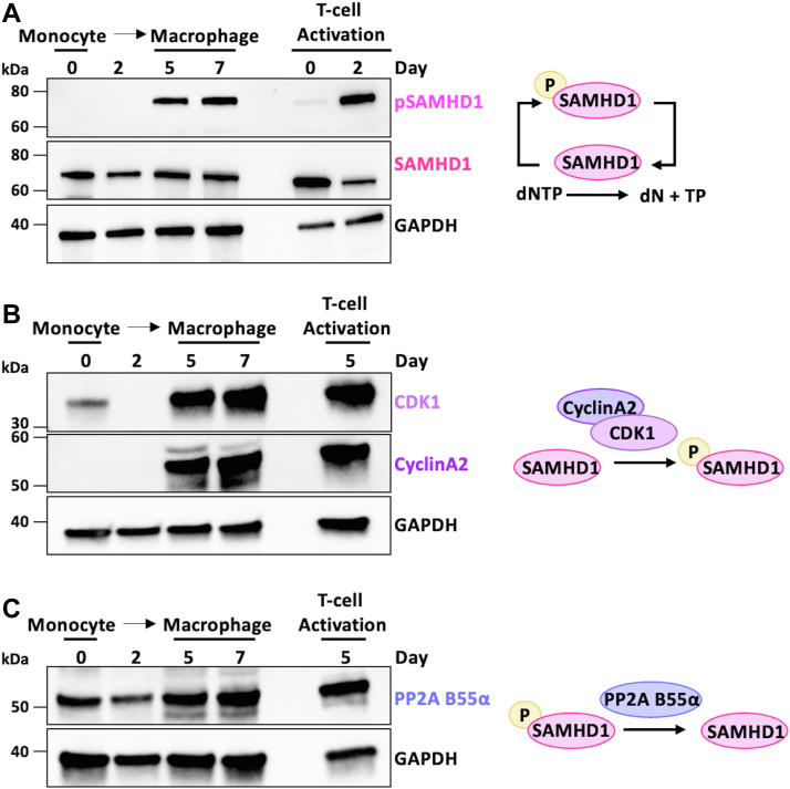 Figure 3
