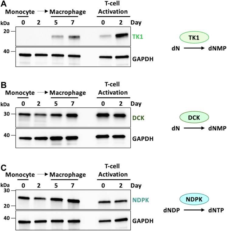 Figure 2
