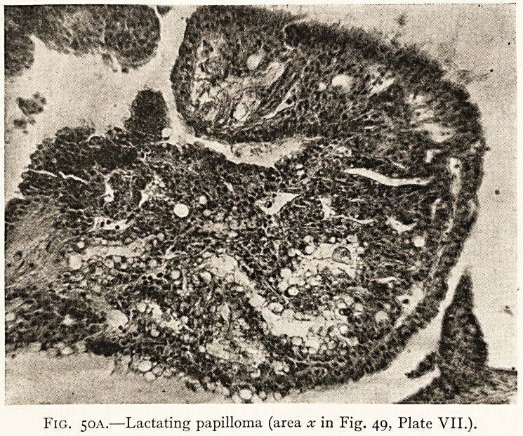 Fig. 50a.